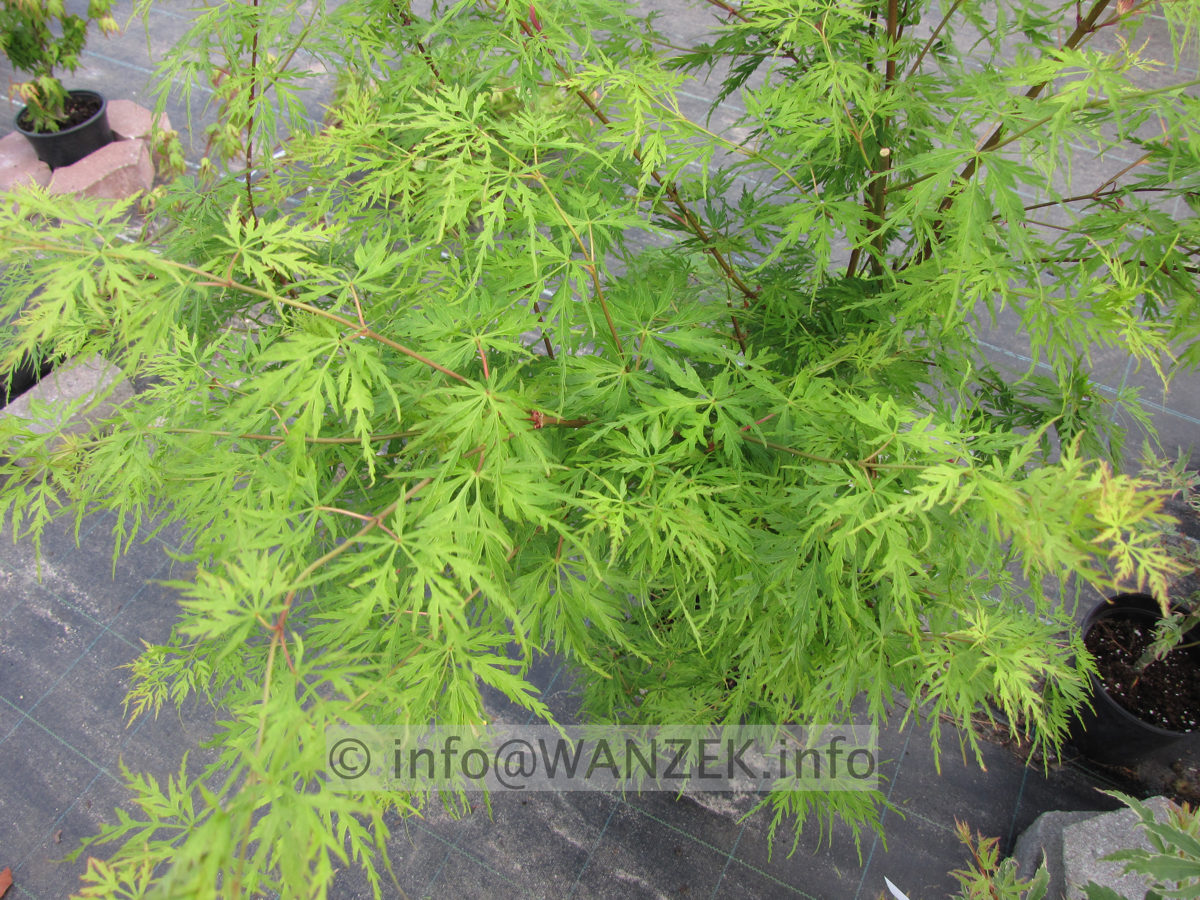 Acer palmatum Seiryu.JPG